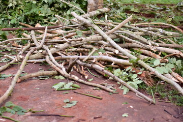 Uprooted and broken tree trunks stacked after storm damage in forest area, Fallen Uprooted Tree in...