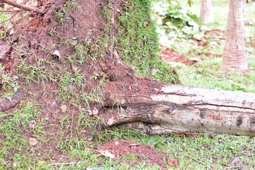 Uprooted and broken tree trunks stacked after storm damage in forest area, Fallen Uprooted Tree in Public Park Blown Down Storm Eowyn Winds 