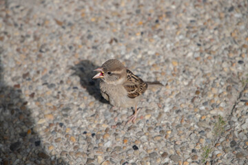 Portret wróbla spotkanego w parku © Piotr
