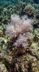Scientific Macro Shot of Liagora boergesenii Algae on a Submerged Reef

