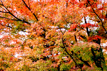 Scenery of the vibrant Japanese maple tree top in autumn season.