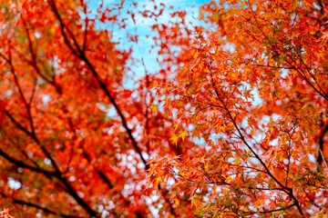 Closeup and scenery of the vibrant Japanese maple tree top in autumn season and blue sky background.
