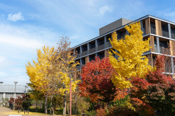 Perspective view of building, apartment with ginkgo and maple tree on blue sky background.