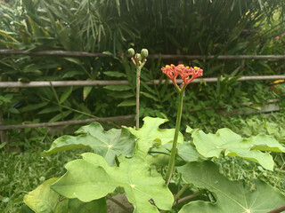 red flower in the garden