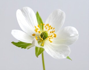 Obraz premium Close-up of a white flower