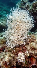 Liagora boergesenii Red Algae Macro Shot for Marine Botanical Research and Biodiversity

