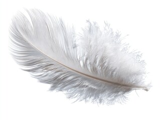 Obraz premium Single white feather, light and airy