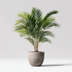 Obraz premium Light-green palm plant in a muted gray pot