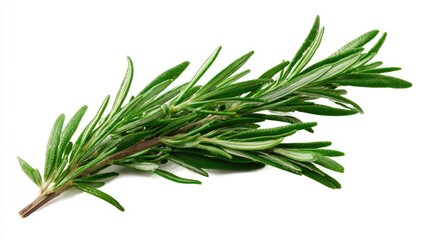 Fototapeta premium Fresh rosemary sprigs
