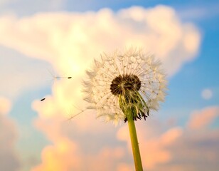 Dandelion seed head against a colorful sunset sky