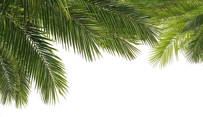 Fototapeta premium Close-up of lush palm fronds against a white background. Fresh green fronds frame the image, creating a tropical border. Sharp focus highlights the intricate vein patterns
