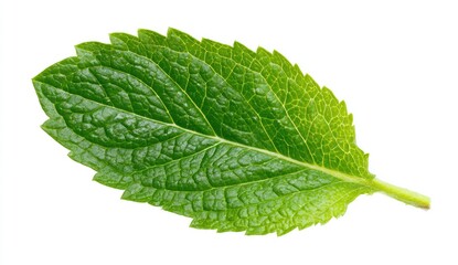 Fototapeta premium Close-up of a vibrant green mint leaf, sharply focused against a pure white background. Its serrated edges and visible veins are detailed
