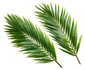 Two vibrant green palm fronds, sharply detailed and isolated against a pure white background.  Fresh, healthy leaves with distinct pointed leaflets radiate from central stems