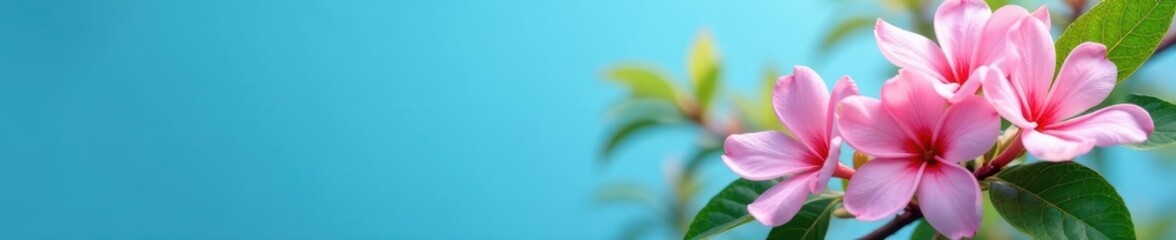 Abundant jasmine clusters, bright blue backdrop , peaceful, beauty