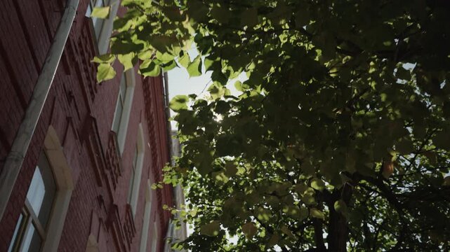 Rays of bright sun through tree leaves next to red brick facade in summer