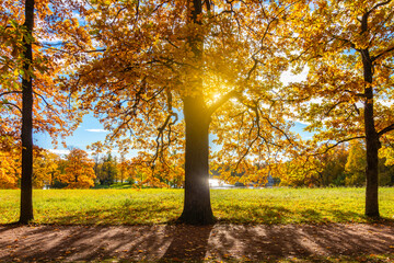 Oak trees under evening sun in autumn, Tsarskoe Selo (Pushkin), Saint Petersburg, Russia