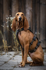 Segugio italiano a pelo raso bitch in a harness sitting in front of a wooden wall with some flowers - hunting dog or scent hound portrait