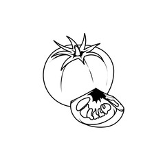 hand drawn tomato vector line art illustration