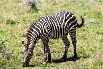 Un zèbre de Grant paissant dans la savane