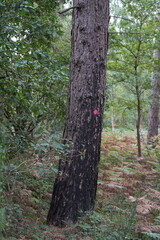 Naklejka premium Pink Trail Marker on a Tree at Strawberry Hill Heath Mansfield Nottinghamshire England Nature Image
