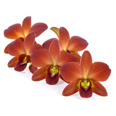 Close-up of several deep reddish-brown orchids