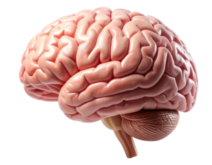 Highly detailed medical illustration of a realistic human brain isolated on pure white background