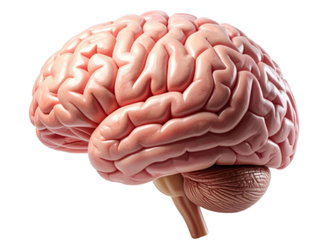 Highly detailed medical illustration of a realistic human brain isolated on pure white background