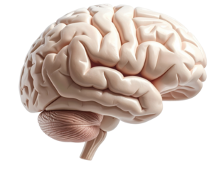 Highly detailed medical illustration of a realistic human brain isolated on pure white background