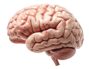 Highly detailed medical illustration of a realistic human brain isolated on pure white background