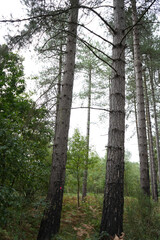 Woodland Trail through Pine Trees at Strawberry Hill Heath Mansfield Nottinghamshire England Nature Image