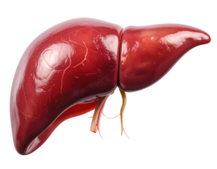 Highly detailed medical illustration of a human gallbladder with ducts and vessels isolated on pure white background
