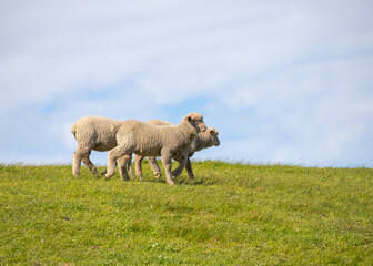 Fototapeta premium Sheep are grazing on a green field at the farm in Australia, Australia agriculture
