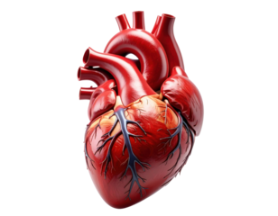 Highly detailed medical illustration of a human heart with veins and arteries isolated on pure white background