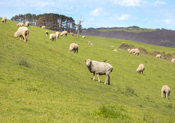 Fototapeta premium Sheep are grazing on a green field at the farm in Australia, Australia agriculture