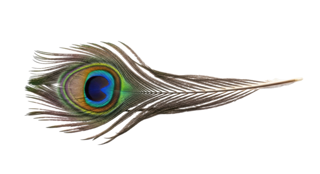 Isolated peacock feather lying horizontally, iridescent colors, exotic bird, single object