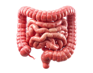 Highly detailed medical illustration of human intestines showing digestive tract structure isolated on pure white background