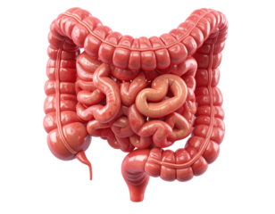 Highly detailed medical illustration of human intestines showing digestive tract structure isolated on pure white background