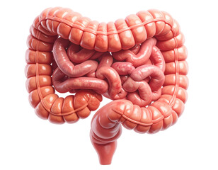 Highly detailed medical illustration of human intestines showing digestive tract structure isolated on pure white background