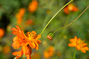 Sulfur cosmos flowers - Latin name - Cosmos sulphureus