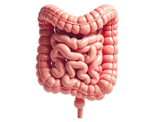 Highly detailed medical illustration of human intestines showing digestive tract structure isolated on pure white background