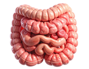 Highly detailed medical illustration of human intestines showing digestive tract structure isolated on pure white background