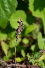 Lesser knotweed seeds - Latin name - Bistorta affinis