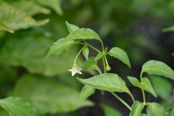 Chilli pepper flower - Latin name - Capsicum baccatum Christmas Bell