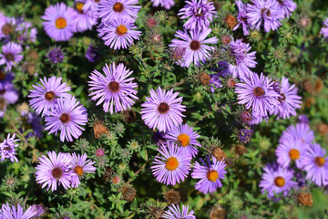 Obraz premium New England aster Pink flowers - Latin name - Symphyotrichum novae-angliae Barrs Pink
