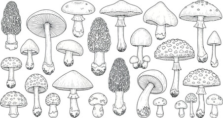Vector art of collection of various mushroom illustrations