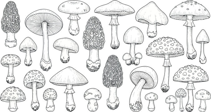 Vector art of collection of various mushroom illustrations