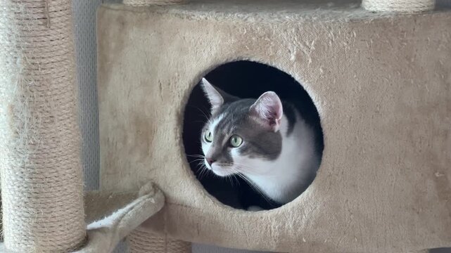 Gato mestizo maullando en rascador 4K