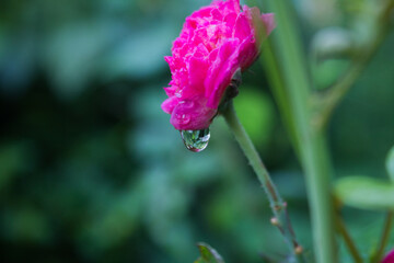 water drops on pink flower
