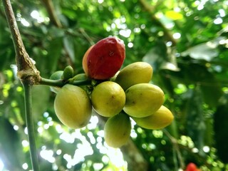 hdr,A bunch of a fruit of (Gnetum gnemon Linn) perched on the stem 