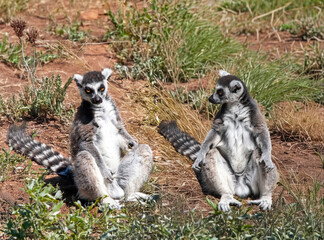 Deux lémuriens à queue annelée, face à face, un regardant l'autre, assis sur le sol